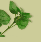 Herb Base Graphic